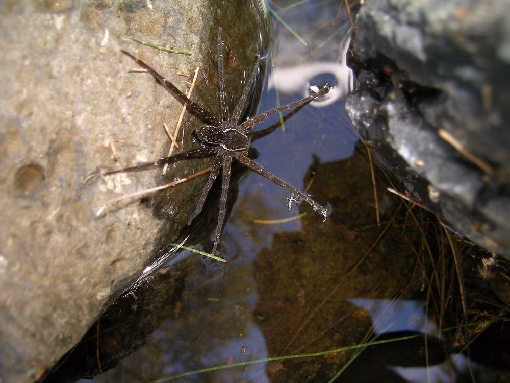 Theo mô tả nhện Dolomedes briangreenei có chân tương đối dài. Con đực có sọc trắng dày dọc hai bên đầu còn con cái có sọc hẹp màu nâu vàng, kích thước tương đương nhau, không có chênh lệch đáng kể.