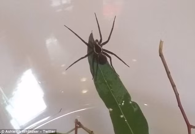 Cận cảnh một con nhện Dolomedes briangreenei đực đang sống trong tình trạng nuôi nhốt.