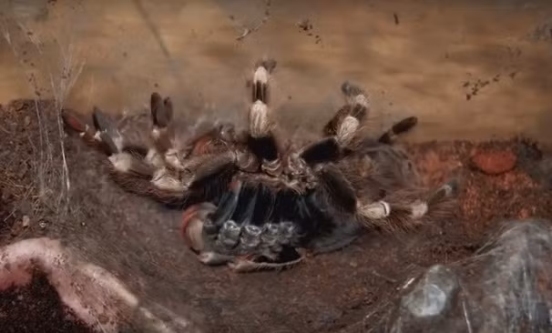 Giống như các loài nhện khác, nhện Tarantula cũng có quá trình lột xác, chỉ có điều khi nhện Tarantula lột xác, quá trình đáng sợ và ghê rợn hơn nhiều, có thể khiến bất cứ người nào vô tình chứng kiến bị "đứng hình" vì sợ hãi.