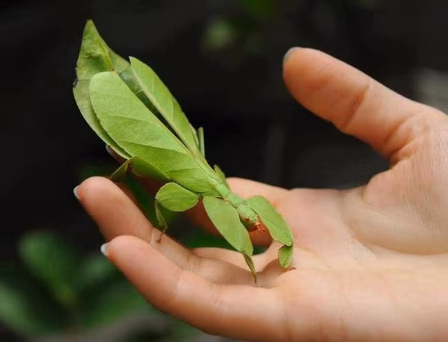 Nếu không đặt tay trên bàn tay của con người, chắc chắn sẽ có cực ít người nhận ra đây là một con bọ ngựa, cho dù nhìn kỹ nhiều lần. (Theo Emgn)