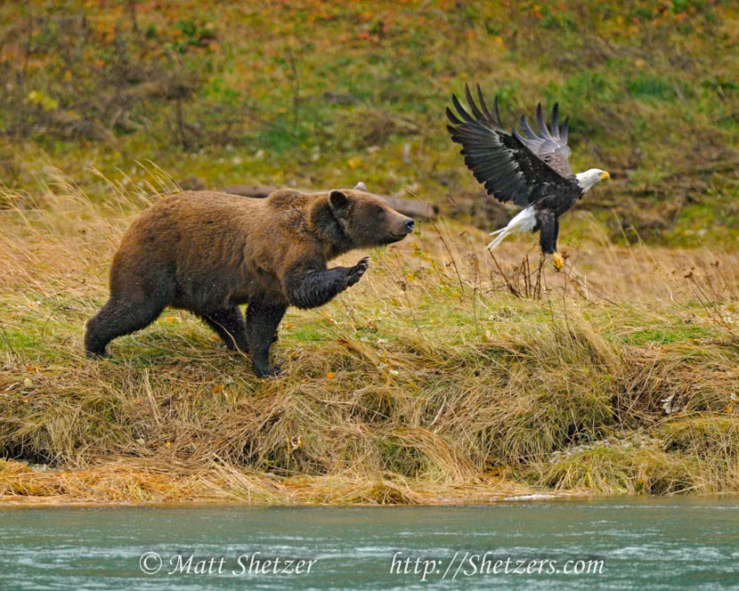 Ở Alaska cũng từng có nhiều trường hợp gấu nâu và đại bàng hói đánh nhau, tuy nhiên không có thương vong như lần này.