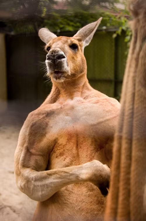 Là một trong những soái ca sáu múi nổi danh nhất trong thế giới động vật, chàng kangaroo vạm vỡ này không ngại khoe thân hình rắn rỏi, hút hồn fan nữ. (Theo Emgn)