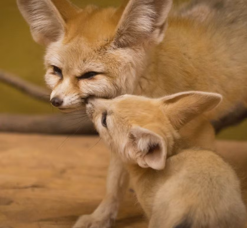 Cáo Fennec rất chung thủy, chúng sống theo chế độ một vợ một chồng. Mỗi năm đẻ khoảng 2 đến 5 cáo con. Những con cáo con có thể ở với bố mẹ ngay cả khi những đứa em được sinh ra. Khi cáo Fennec mang thai và nuôi con, bạn đời của nó sẽ kiếm ăn, chiều chuộng và bảo vệ nó. (Theo MNN)
