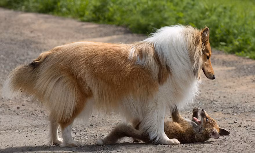 Werner và Angelika Schmaing hiện đang sống ở Oberscheld, Đức, cặp đôi có nuôi một cô chó cưng tên là Ziva, một con mèo Bengal tên là Leopold và hai chú heo con. (Theo Boredpanda)