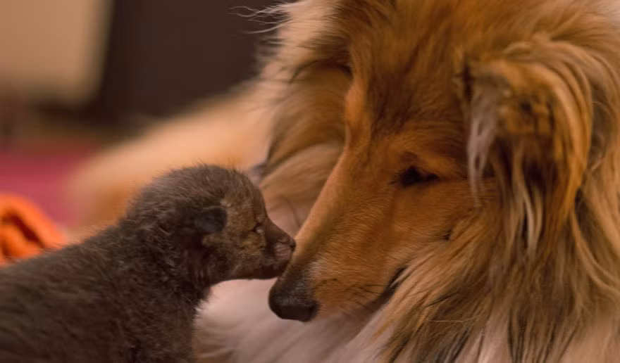Trước khi đi ngủ, Dinozzo hôn mẹ của mình. (Theo Boredpanda)