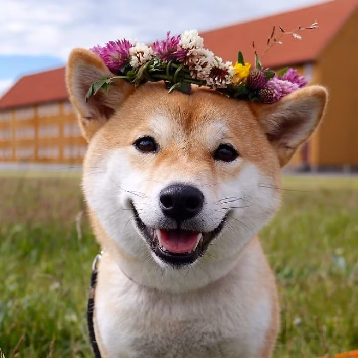 Nana là một cô chó thuộc giống chó Shiba Inu, năm nay vừa tròn 2 tuổi, đến với chủ nhân của mình là cô Christine Gasmann như một món quà đặc biệt. Kể từ đó, Nana thay đổi hoàn toàn cuộc sống của Christine, mang đến niềm vui bất tận cho cô chủ, đồng thời cũng được cô chủ chăm bẵm, yêu thương không rời, trở thành cô chó hạnh phúc nhất Na Uy.