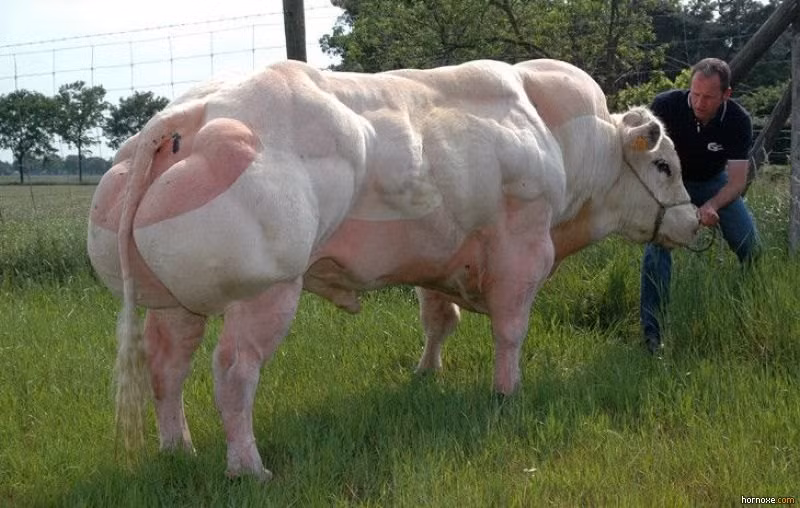 Đây là giống bò được gọi là "quái vật" bò cơ bắp, bò xanh Bỉ, tên tiếng Anh là Belgian Blue. Bắt đầu từ năm 1808, Belgian Blue đã bắt đầu được lai tạo để tạo ra giống bò siêu thịt.