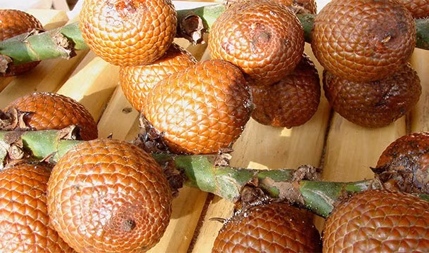 Quả Aguaje, tên khoa học là Mauritia flexuosa, một trong những trái cây kỳ quặc nhất thế giới. Được sử dụng để làm dầu, mứt, kem... và thậm chí cả rượu vang, trái cây có nguồn gốc Nam Mỹ này nổi tiếng với tính năng đa tác dụng của nó.