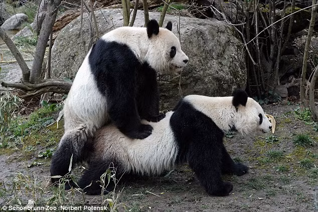 Mới đây những hình ảnh về cặp gấu trúc giao phối một cách công khai, táo bạo ngay trước mắt các du khách khiến nhiều người ngượng chín mặt ở vườn thú Schonbrunn, Vienna đã gây xôn xao vì trong điều kiện nuôi nhốt, những con gấu trúc thường không thích thú gì với chuyện tình dục. (Theo Dailymail)
