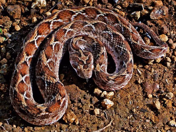 11. Rắn Saw-Scaled Viper. Loài rắn này cực kỳ nguy hiểm bởi không chỉ độc mà còn dễ bị kích thích, rất hung hăng. Tỷ lệ tử vong khi bị rắn Saw-Scaled Viper cắn cao, nạn nhân thường chết vì không được cứu chữa kịp thời do chất độc lan quá nhanh. (Theo L25)