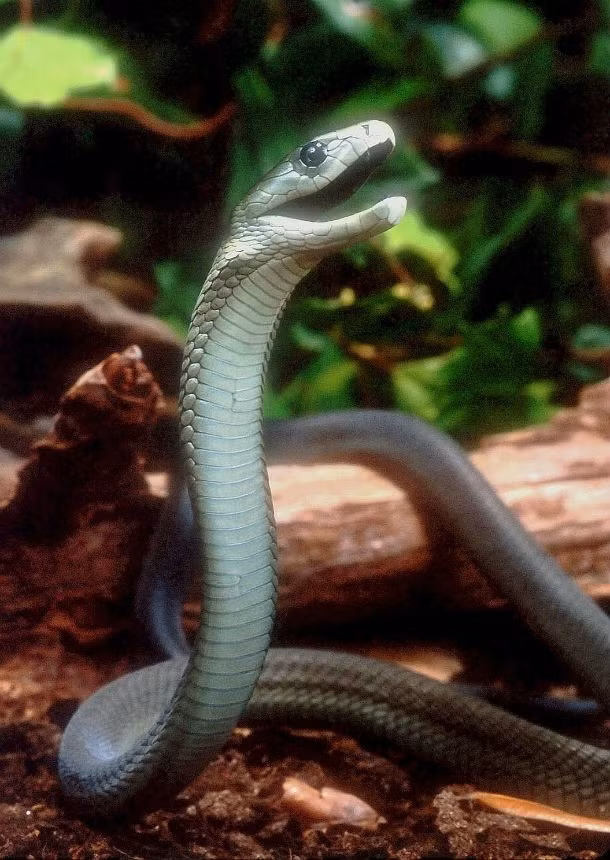 8. Rắn Mamba đen. Chúng được coi là loài rắn nhanh nhẹn, tính tình hung dữ, đặc biệt khi bị đe dọa, chúng sẽ sống chết với kẻ thù. Nọc độc của rắn mamba đen rất kinh khủng, khiến nạn nhân phải chịu đựng sự phá hoại từ trong ra ngoài, vô cùng đau đớn. Nếu không được phát hiện sớm, nạn nhân sẽ tử vong trong khoảng thời gian rất ngắn. (Theo L25)