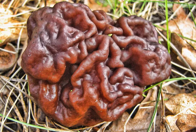 8. Nấm False Morel, tên khoa học là Gyromitra esculenta, có ngoại hình như một bộ não người nên còn được gọi là "nấm não". Đây là loại nấm khá đặc biệt, nếu ăn sống, bạn sẽ chết, nếu được nấu chín nhưng không đúng cách, bạn vẫn sẽ chết. Nhưng nếu được nấu chín đúng quy trình, loài nấm này có hương vị vô cùng tuyệt vời. Các độc tố có trong nấm não người là là gyromitrin khi vào cơ thể con người sẽ chuyển thành monomethylhydrazine (MMH), độc tố này không chỉ ảnh hưởng đến gan mà còn gây ảnh hưởng đến hệ thống thần kinh và đôi khi là cả thận. Nạn nhân trúng độc của nấm não người sẽ bị tiêu chảy, ói mửa, chóng mặt, hôn mê. Trong trường hợp xấu nhất, người trúng độc sẽ hôn mê sâu và chết. (Nguồn Planetdeadly)