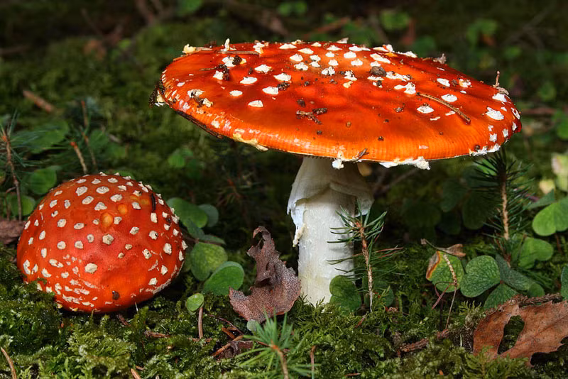 1. Nấm tán bay Fly Agaric, tên khoa học là Amanita muscaria, ngoại hình bắt mắt của nó rất giống những cây nấm trong những câu chuyện cổ tích của trẻ em. Tuy nhiên loại nấm này lại là một trong những loại nấm độc nhất thế giới, luôn luôn có thể gây chết người. Chất độc chứa trong nấm tán bay là muscimol và axit ibotenic, có tác động lên hệ thần kinh trung ương gây mất phối hợp, kích động, buồn nôn, buồn ngủ xen kẽ, trong một số trường hợp còn gây ảo giác. Những người có vấn đề về tim mạch có thể tử vong nhanh chóng khi ăn phải loại nấm này. (Nguồn Planetdeadly)