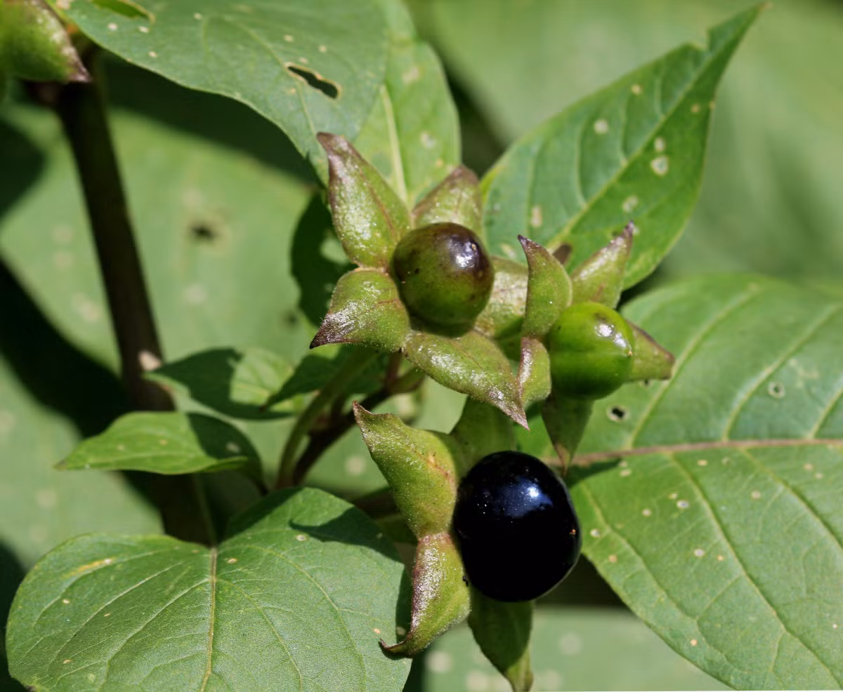 5. Cây cà độc dược Atropa belladonna, đây là một trong những loài thực vật nguy hiểm nhất hành tinh. Tất cả các bộ phận của cây đều chứa độc trong đó bộ phận độc nhất là gốc, tuy vậy chỉ cần ăn phải 2 đến 5 quả cà độc dược Atropa belladonna, bạn chắc chắn sẽ mất mạng. Độc tố được tìm thấy trong loài cây này là atropine, scopolamine và hyoscyamine, tất cả đều gây ảnh hưởng đến hệ thần kinh bằng cách ngăn chặn dẫn truyền thần kinh. Khi trúng độc, nạn nhân sẽ bị giãn đồng tử, mờ mắt, khô miệng, ảo giác, tim đập rất lớn, co giật, hôn mê và tử vong.