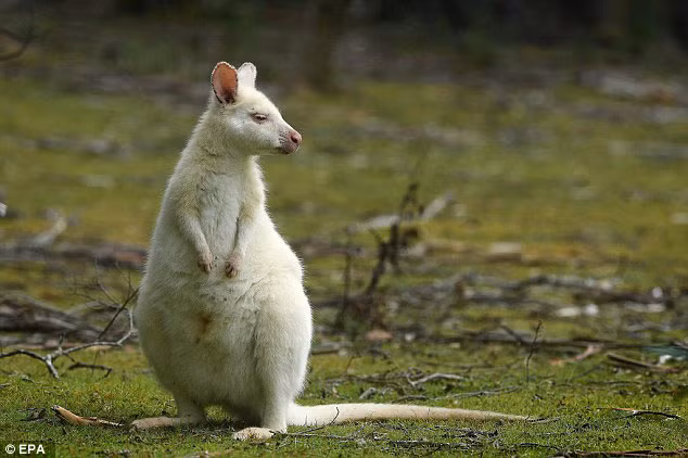 Chính vì thế, những con chuột túi wallaby dễ thương này thoải mái phát triển đến độ tuổi sinh sản, truyền lại gen bệnh bạch tạng cho thế hệ sau, tăng nhanh số lượng. Nguồn: Daily Mail