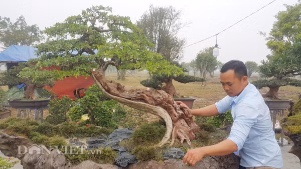 Do được trồng trên một cây gỗ sao lũa lớn, giống như một chiếc chậu nghệ thuật "khủng" càng tạo nên vẻ đẹp cho cây kiểng trên.
