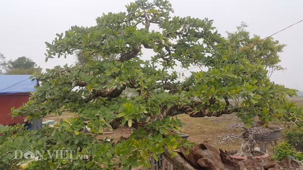 "Linh sam có sức sống bền bỉ, dẻo dai nên được nhiều khách, ưa chuộng" - anh Thịnh tiết lộ.