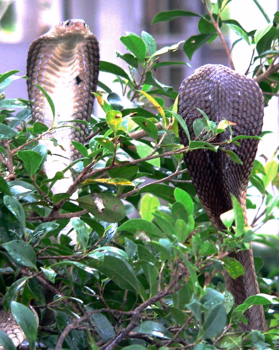 Rắn hổ mèo. Rắn hổ mèo.