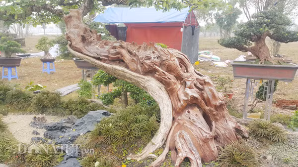 Theo anh Thịnh, hiện đã có một số khách trả giá cây linh sam kiểng trên gần 300 triệu đồng nhưng anh chưa muốn bán mà chờ được giá cao hơn gia đình mới xuất vườn.