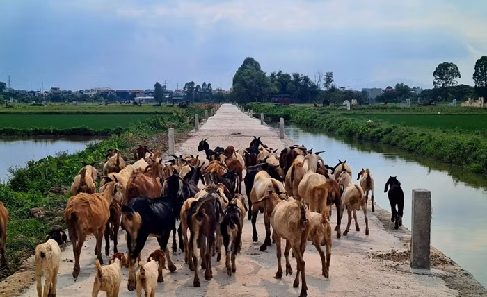 Nhằm đa chiều, khách quan, kịp thời các thông tin liên quan, ngày 8/8/2022 phóng viên Báo Tri thức và Cuộc sống đã liên hệ qua điện thoại với ông Trần Việt Trung - Giám đốc Ban quản lý dự án đầu tư xây dựng huyện Thanh Trì. Tuy nhiên, ông Trung từ chối trả lời.