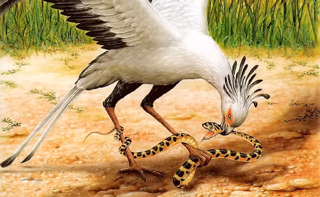3. Diều săn rắn: Diều săn rắn là một loài chim sống ở châu Phi và có khả năng chế ngự và xơi tái bất kỳ loài rắn nào, bao gồm cả rắn độc.