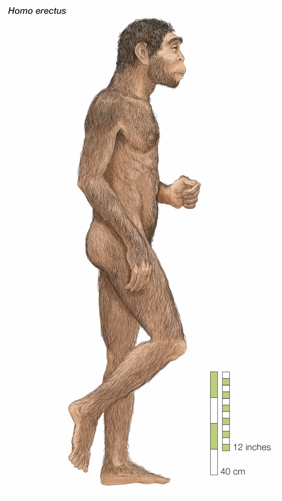 Homo erectus có lẽ là loài người cổ đại đầu tiên sống theo kiểu xã hội săn bắt, hái lượm. Nhà nhân loại học Richard Leakey tin rằng, loài này có tính xã hội gần với người hiện đại hơn là với các loài trước đó.