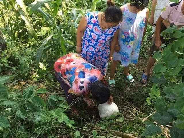 Họ báo cáo sự việc cho các chuyên gia sinh vật học, những người sau khi xem ảnh lập tức yêu cầu người đã tiếp xúc với cây nấm này phải rửa tay ngay và bọc nó lại cẩn thận.