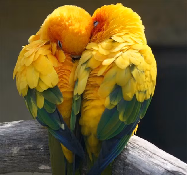 2. Vẹt Sun Conures: Thông thường vẹt Sun Conures bắt đầu chọn bạn tình khi được khoảng 4-5 tháng tuổi. Những con vẹt nhỏ thường sống ở phía Đông Bắc của Nam Mỹ. Chúng rất hòa đồng và sống với nhau theo bầy, giao tiếp bằng tiếng nói cao vút.