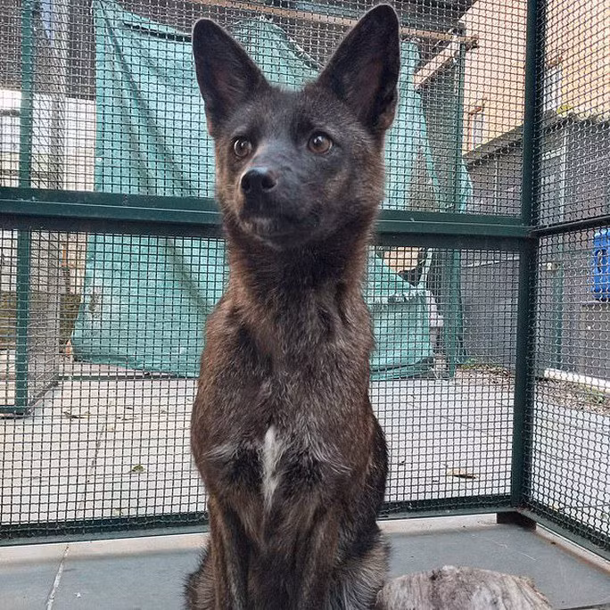 Một con chó lai cáo độc đáo đã được phát hiện ở vùng hoang dã Brazil và được gọi là "dogxim" hoặc "graxorra". Con chó này bắt đầu thu hút sự chú ý sau khi bị ôtô tông và được đưa đến bác sĩ thú y vào năm 2021. Ban đầu, không ai có thể xác định được liệu nó là chó hay cáo do ngoại hình đặc biệt.