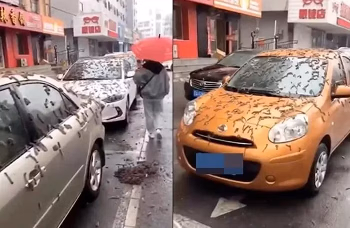 Một sự kiện gây náo loạn và hoang mang đã xảy ra ở Liêu Ninh, Trung Quốc, khi một lượng lớn sinh vật được nhầm là " mưa sâu róm" đã rơi từ trời xuống. Ban đầu, các báo cáo cho rằng đó là một thảm họa sinh học, nhưng sau đó, giải thích đã được đưa ra.