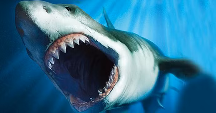 2. Siêu cá mập Megalodon: Đây là một loài cá mập sống từ khoảng 15,9 triệu tới 2,6 triệu năm trước, đã tuyệt chủng. Megalodon là một trong những loài có xương sống lớn nhất trong lịch sử tự nhiên và chiều dài có thể lên tới 18 mét.