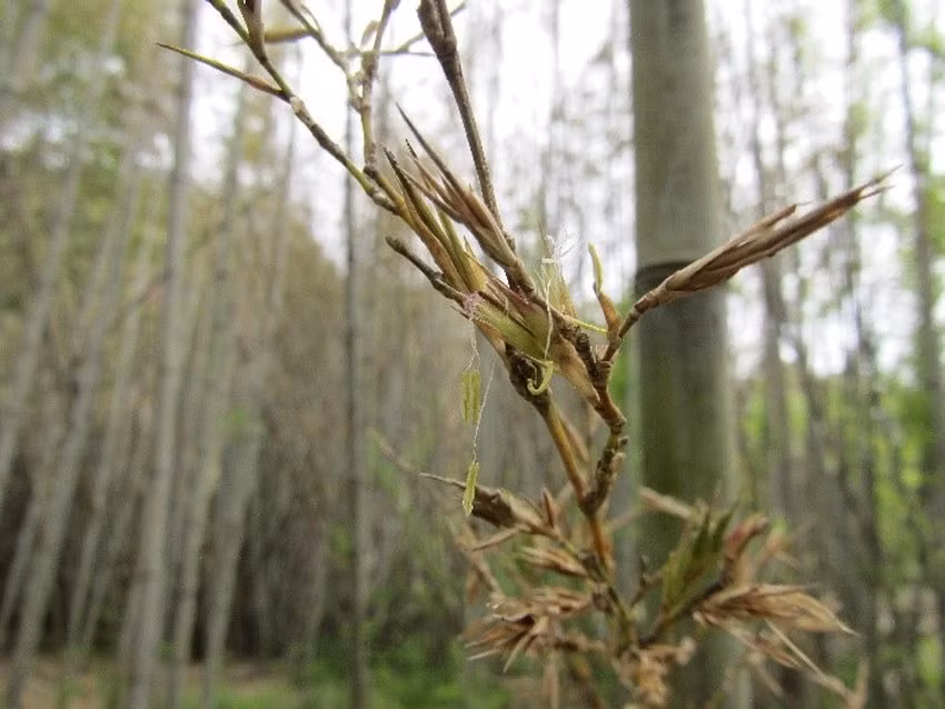 Phyllostachys nigra var. henonis, hay tre Henon, là loài tre chỉ nở hoa một lần sau hơn 100 năm trước khi tàn lụi. Thế hệ hiện tại của loài này dự kiến sẽ ra hoa vào năm 2028.