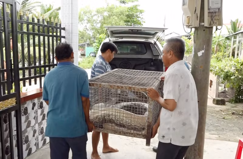 Vào ngày 13/9, Đội Kiểm lâm cơ động và Phòng chống cháy rừng tỉnh Cà Mau tiếp nhận con trăn đất khủng này và đang chăm sóc nó. Cơ quan này đang hoàn tất các thủ tục liên quan để chuẩn bị thả con trăn đất quý hiếm này trở lại môi trường tự nhiên.