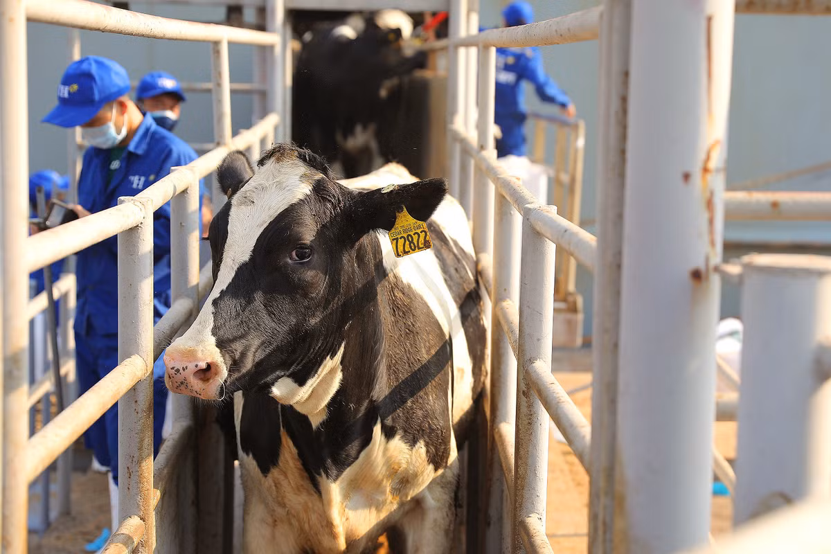 5. Nghiên cứu đã chỉ ra rằng, việc quan tâm và đặt tên cho bò có thể làm cho chúng sản xuất nhiều sữa hơn. Gọi tên và tương tác thường xuyên có thể làm giảm lượng hormone stress ở bò và tạo điều kiện tốt hơn cho việc sản xuất sữa.