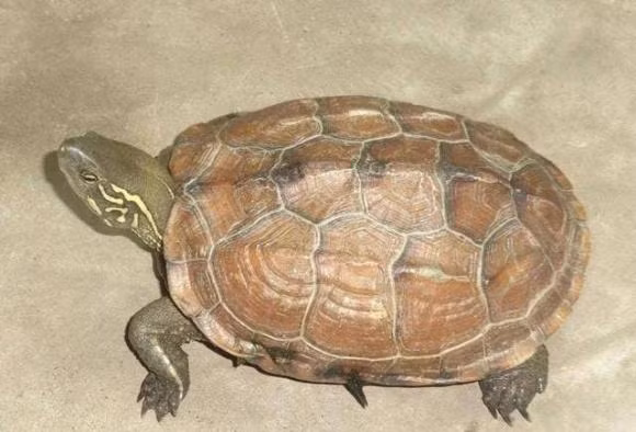  Rùa được xem là một loài vật mang lại điềm lành trong tư tưởng của người xưa.