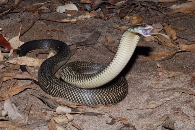 Rắn Mulga, còn được gọi là rắn nâu vua (tên khoa học: Pseudechis australis), là một loài rắn độc đặc biệt nguy hiểm sống ở nước Úc.