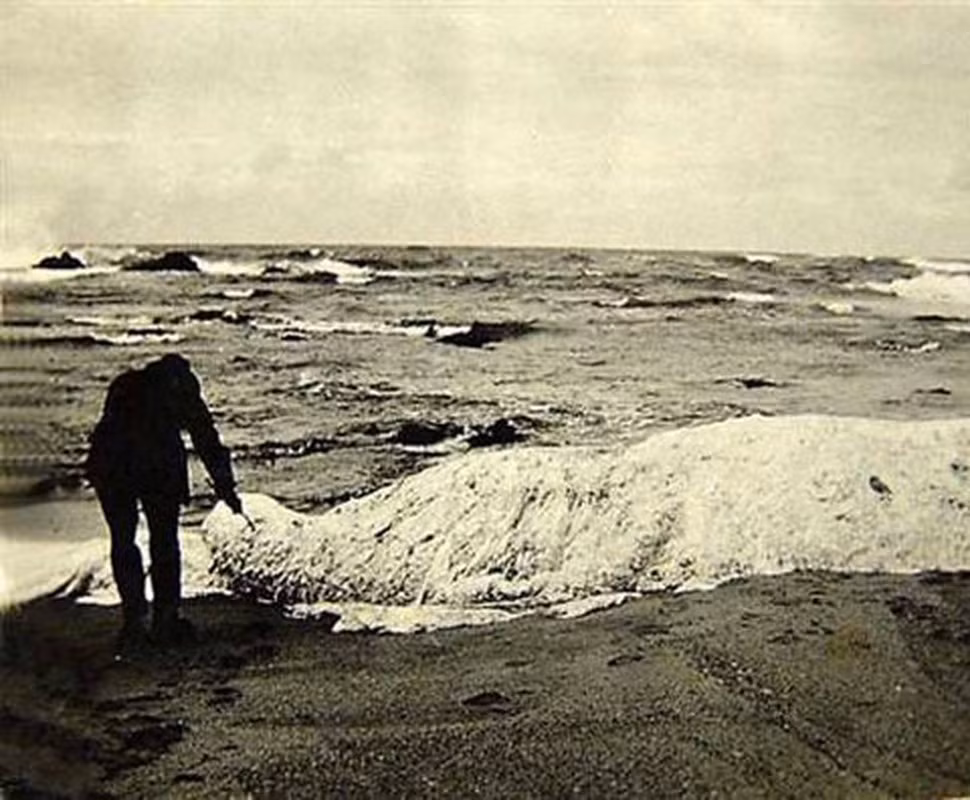 4. Thủy quái Trunko xuất hiện tại một bờ biển Nam Phi vào tháng 10/1924. Các nhân chứng kể rằng, vào thời điểm phát hiện, nó còn sống và đang vật lộn tìm cách thoát thân khỏi 2 con cá hổ kình khổng lồ (cá voi sát thủ). Sau 3 giờ chiến đấu, con vật bí ẩn chết.