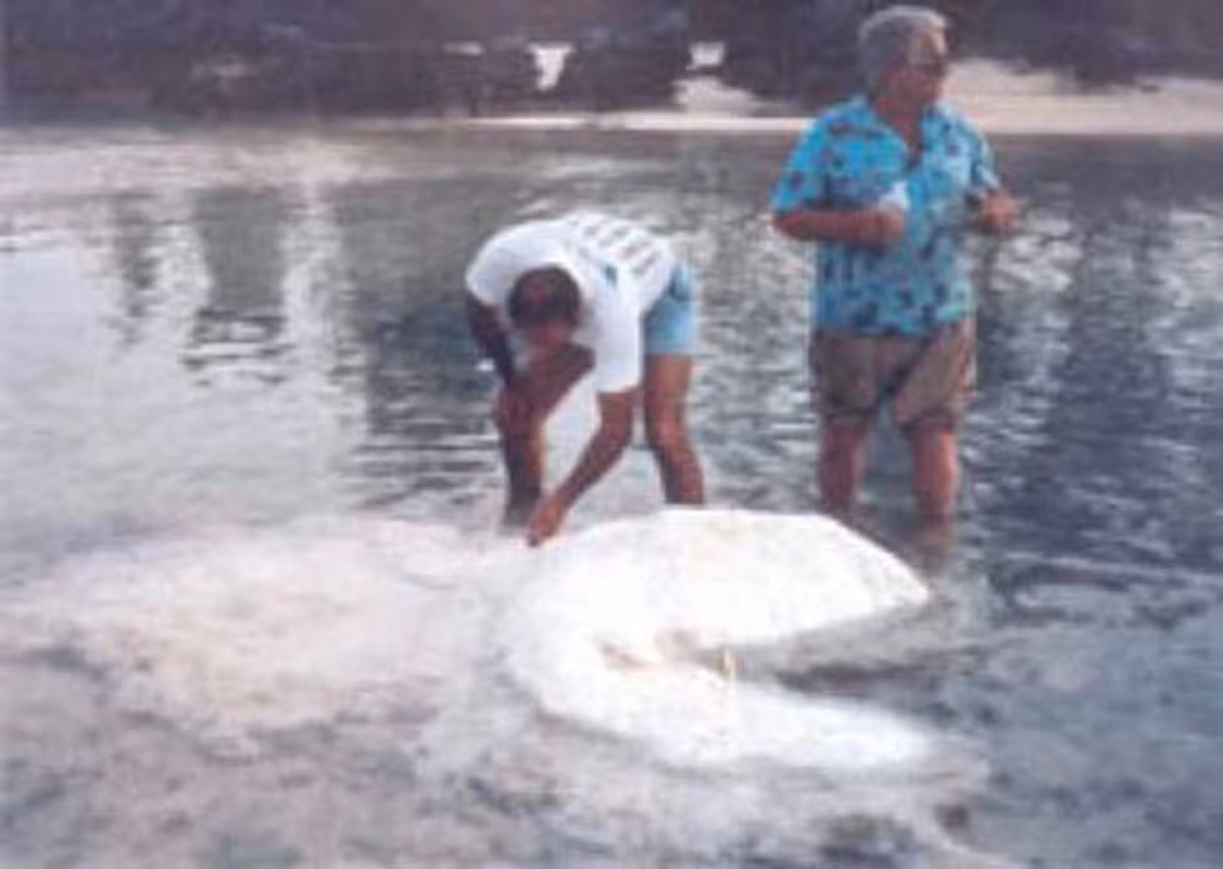 2. Thủy quái Bermuda được phát hiện vào tháng 5/1988. Ngư dân tên là Ted Tucker tình cờ phát hiện nó trên bờ biển Bermuda. Sinh vật này được miêu tả là trắng toát với 5 chi. 7 năm sau, giới khoa học xác nhận thủy quái Bermuda là một con cá heo bị bệnh.