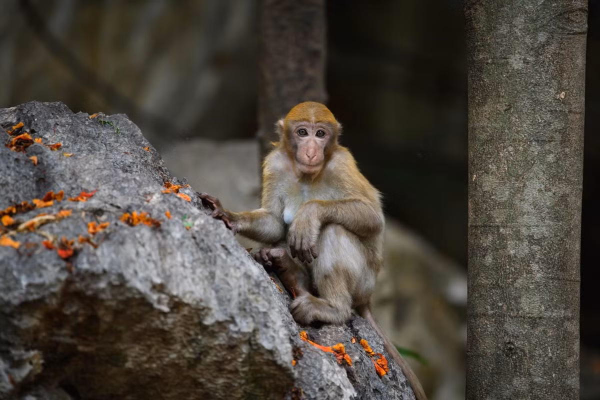 Loài khỉ mốc có tên khoa học Macaca assamensis, thuộc bộ khỉ hầu. Chúng có lông dày và dài. Màu lông trên cơ thể có thể thay đổi từ màu nâu sẫm tới màu nâu vàng nhạt. Riêng phần vai, gáy, đỉnh đầu và tai thường có lông màu sáng hơn và vàng hơn phía sau chân và đuôi.