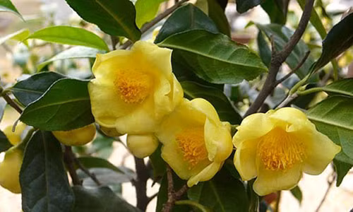 Người dân huyện Tam Đảo trồng trà hoa vàng thu hái hoa tươi hiện bán với giá 1,5 triệu đồng/kg.