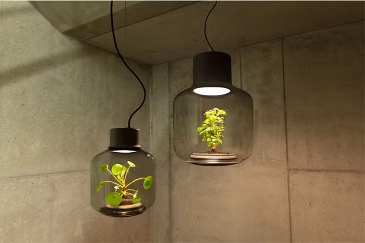 Những chiếc bóng đèn này giúp cây lớn nhanh hơn trong trường hợp cây được trồng trong không gian thiếu ánh nắng mặt trời.
