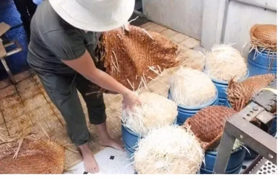 Vụ giá đỗ ngâm hoá chất tại Đắk Lắk: Bách Hóa Xanh nói gì? - Hình 2 Vu gia do ngam hoa chat tai Dak Lak: Bach Hoa Xanh noi gi?-Hinh-2