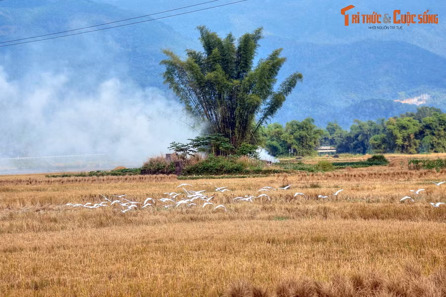 Đàn cò trắng bay trên cánh đồng lúa vàng ở huyện Hà Quảng.