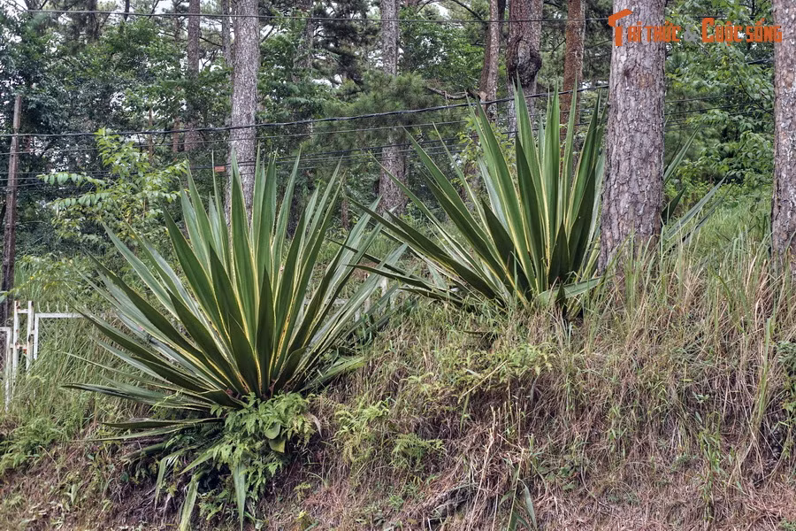 Đó chính là cây thùa, một loài cây có hoa thuộc họ Măng tây (Asparagaceae), có nguồn gốc từ vùng Trung Mỹ và miền Bắc của Nam Mỹ. Có hàng trăm loài thùa đã được ghi nhận. Theo một số nguồn, loài được trồng nhiều ở Đà Lạt có tên khoa học là Furcraea foetida.