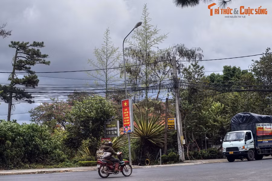 Từ đầu mùa hè đến nay, hàng trăm cây thùa ở Đà Lạt đã nở hoa đồng loạt, tạo nên một cảnh tượng thú vị, hiếm gặp.
