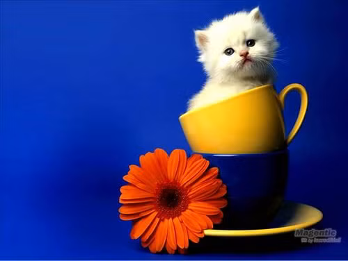 Thêm một cách tạo dáng độc đáo của mèo trắng.