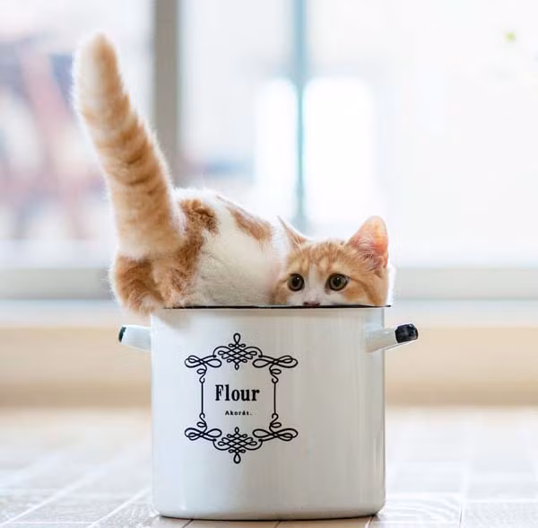 Nằm trên cốc cũng phải khoe đuôi dài.