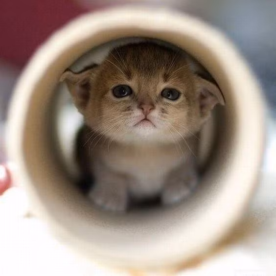 Em chui vào đây để ẩn ai vậy?
