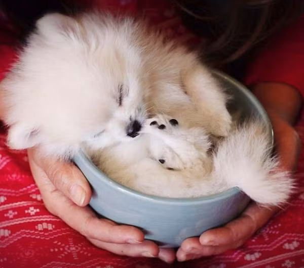 Chiếc cốc sứ như là nôi ấm của hai mẹ con mèo trắng.