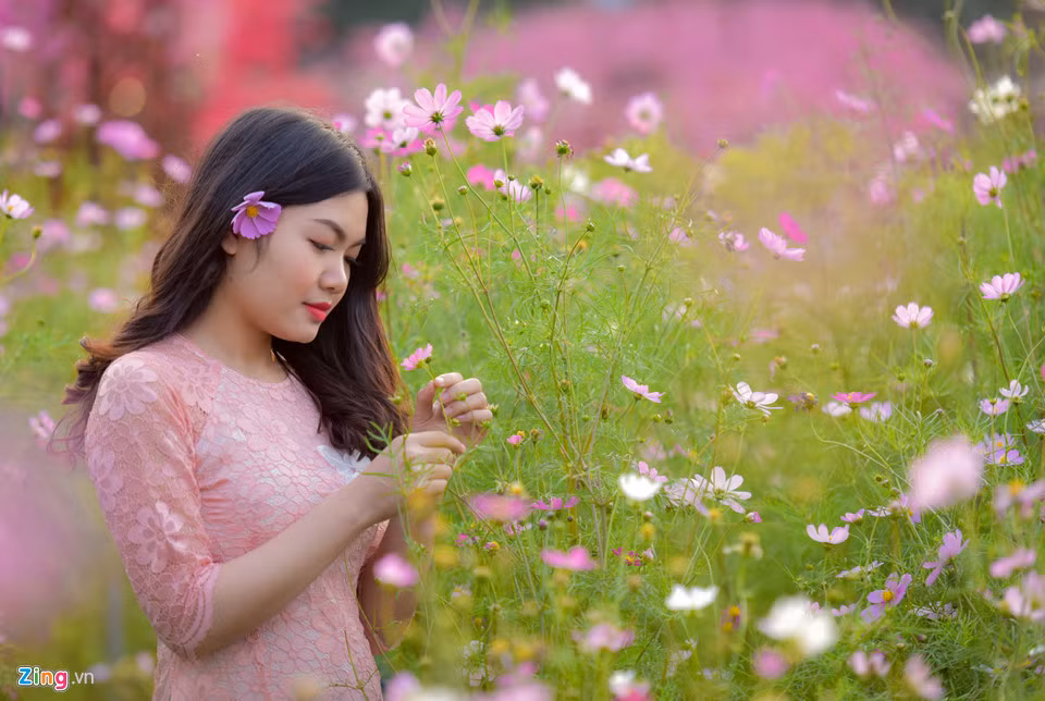 Không chỉ hoa đào, các nhà vườn Nhật Tân còn trồng nhiều loại hoa khác như hoa cánh bướm, thược dược, violet.